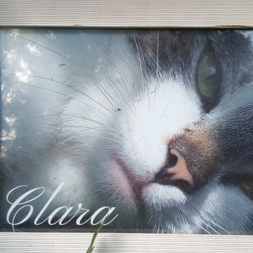 Bilderrahmen mit verstorbener Katze Erinnerung Clara Bilderrahmen mit verstorbener Katze Erinnerung Clara