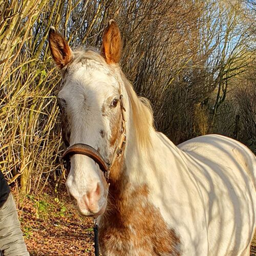 schönes Pferd guckt draußen neugierig in die Kamera schönes Pferd guckt draußen neugierig in die Kamera