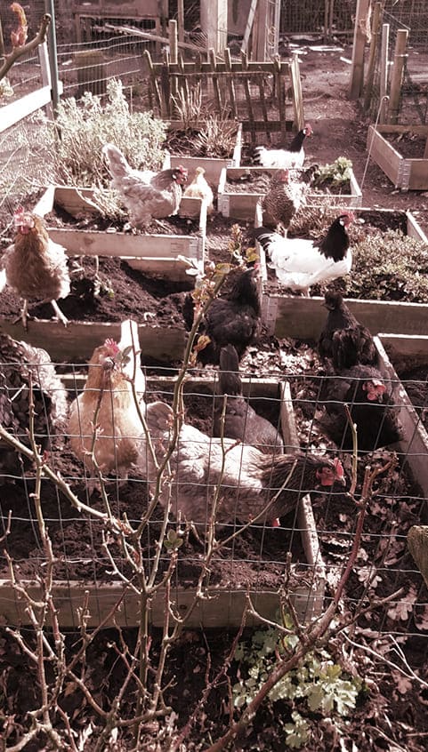 viele Hühner in Boxen auf einem Hof