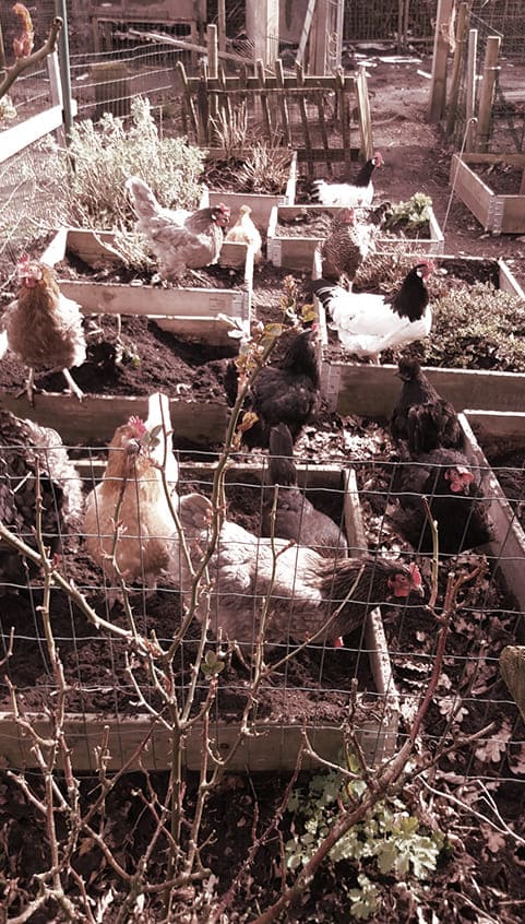 viele Hühner in Boxen auf einem Hof viele Hühner in Boxen auf einem Hof
