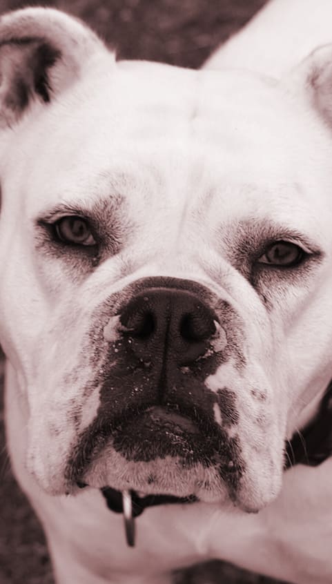 Bulldogge versinkt in Gedanken mit tiefen Blick Bulldogge versinkt in Gedanken mit tiefen Blick