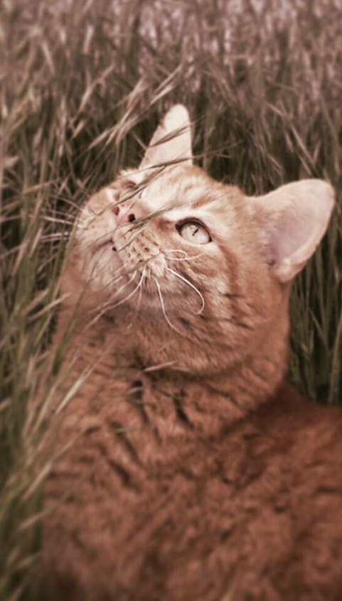 orange katze versteckt sich im gras orange katze versteckt sich im gras