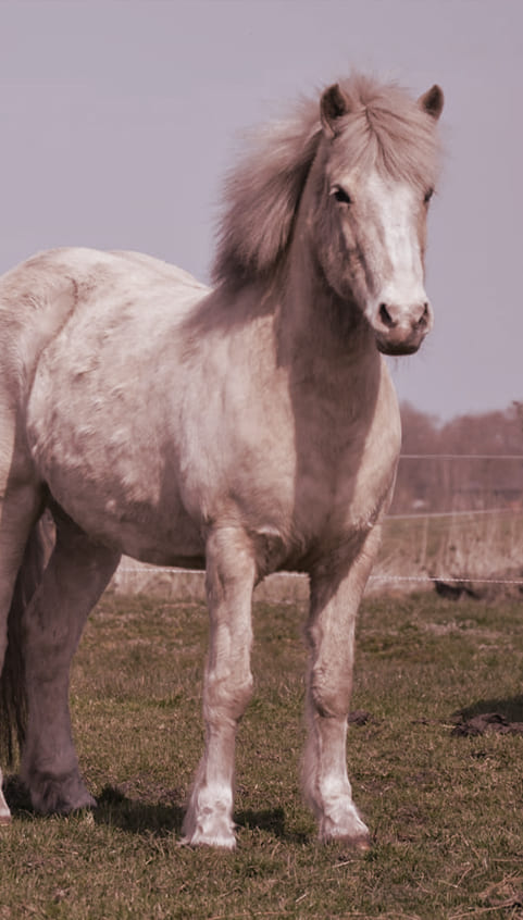ein weißes Pferd steht aufrecht auf einer Koppel ein weißes Pferd steht aufrecht auf einer Koppel